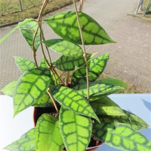 Hoya callistophylla Black Cat