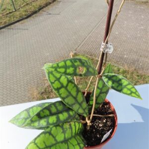 Hoya callistophylla Black Cat