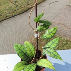 Hoya callistophylla Black Cat