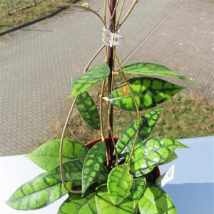 Hoya callistophylla Black Cat