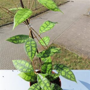 Hoya callistophylla Black Cat