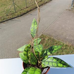 Hoya callistophylla Black Cat