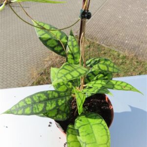 Hoya callistophylla Black Cat