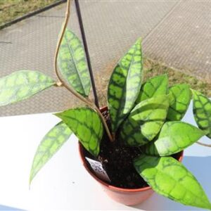 Hoya callistophylla Black Cat