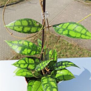 Hoya callistophylla Black Cat