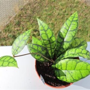 Hoya callistophylla Black Cat