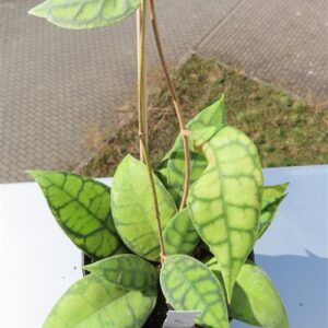 Hoya callistophylla Black Cat