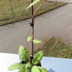 Hoya callistophylla Black Cat