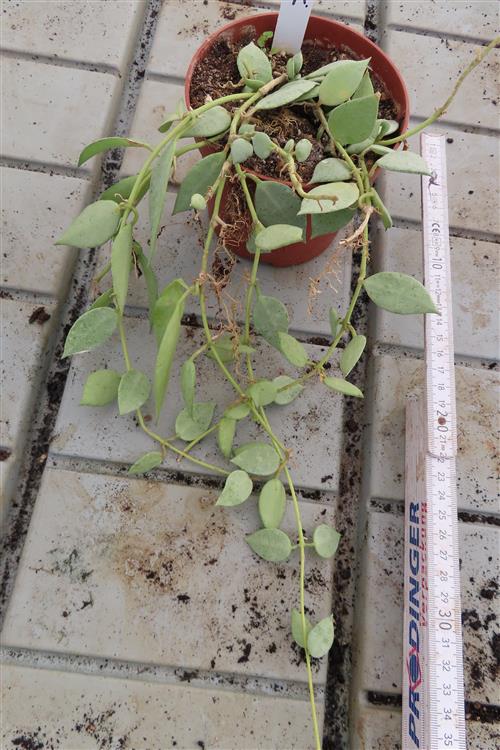 Hoya lacunosa mint