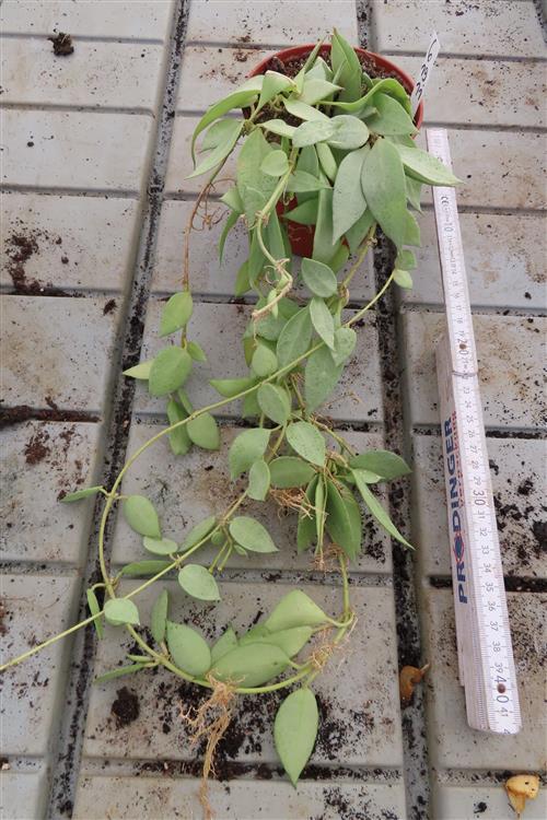 Hoya lacunosa mint