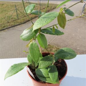 Hoya fitchii