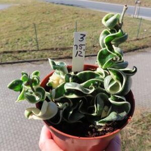 Hoya carnosa compacta regalis