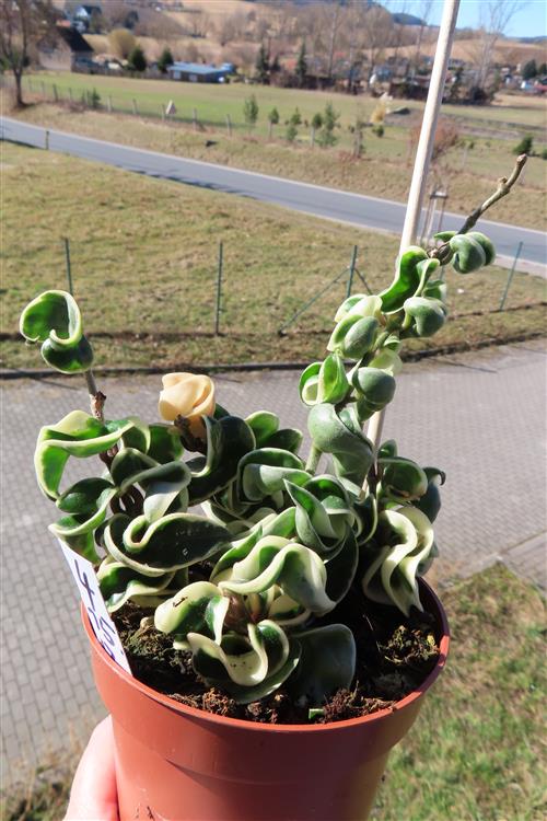 Hoya carnosa compacta regalis