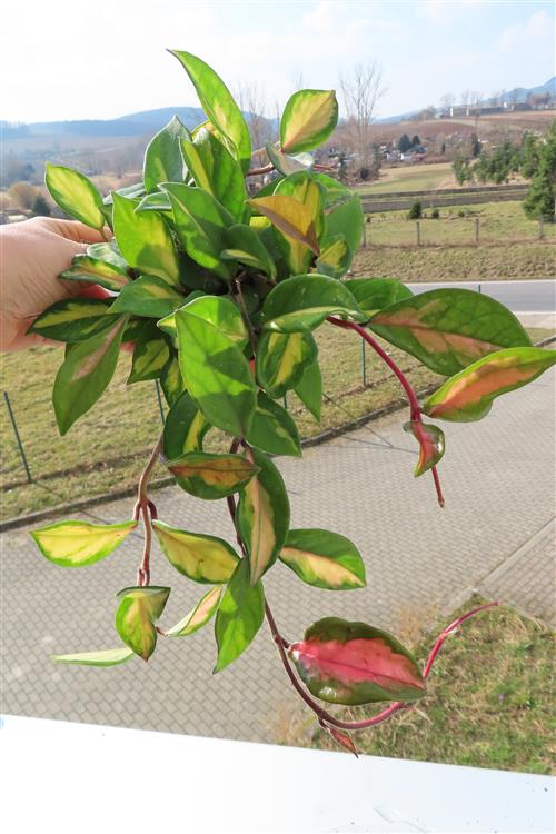 Hoya carnosa tricolor