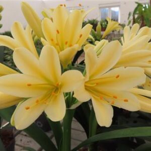 Clivia miniata citrina