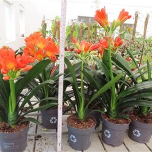 Clivia miniata