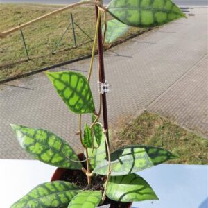 Hoya callistophylla Black Cat