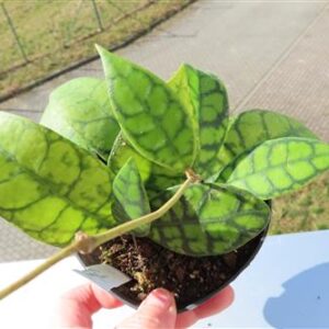 Hoya callistophylla Black Cat