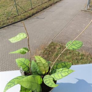 Hoya callistophylla Black Cat