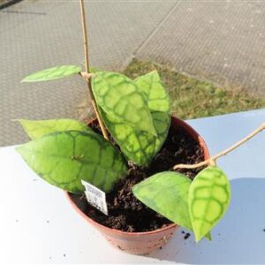 Hoya callistophylla Black Cat