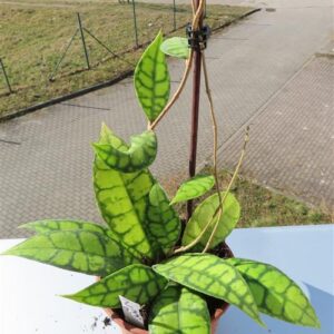 Hoya callistophylla Black Cat