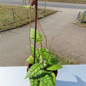 Hoya callistophylla Black Cat