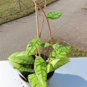 Hoya callistophylla Black Cat