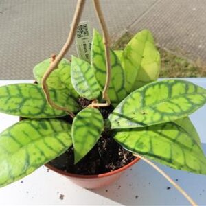 Hoya callistophylla Black Cat