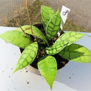 Hoya callistophylla Black Cat