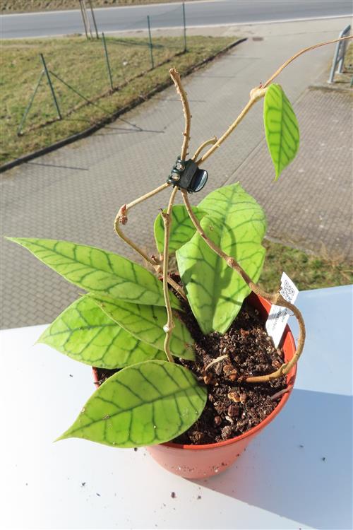 Hoya callistophylla