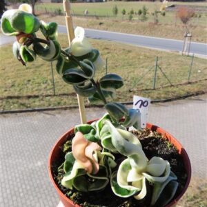 Hoya carnosa compacta regalis