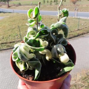 Hoya carnosa compacta regalis