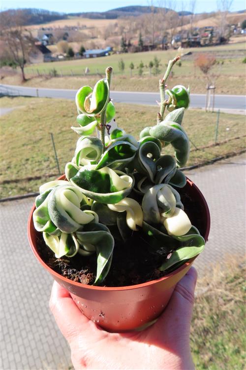 Hoya carnosa compacta regalis