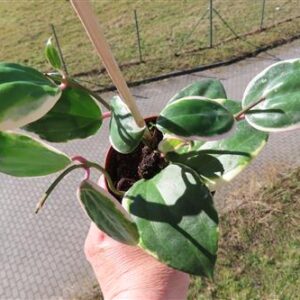 Hoya latifolia albo Round Leaf