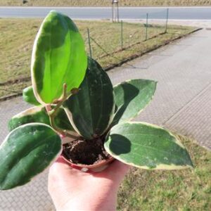 Hoya latifolia albo Round Leaf