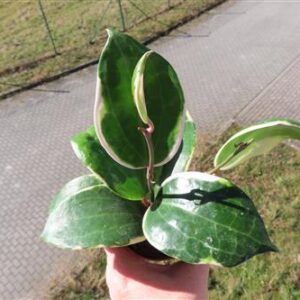 Hoya latifolia albo Round Leaf