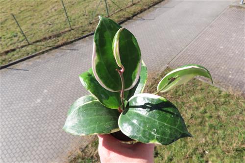 Hoya latifolia albo Round Leaf