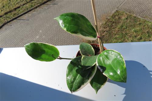 Hoya latifolia albo Round Leaf