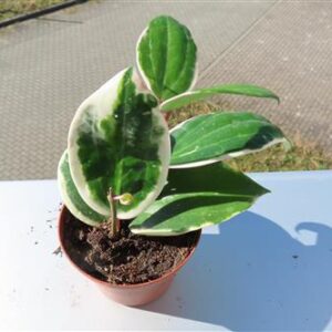 Hoya latifolia albo Round Leaf