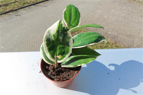 Hoya latifolia albo Round Leaf