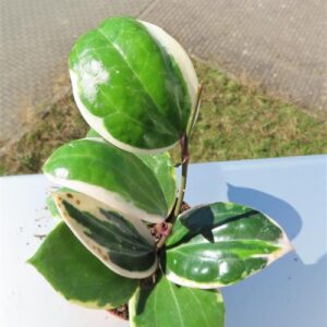 Hoya latifolia albo Round Leaf