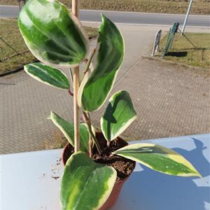 Hoya latifolia albo Round Leaf