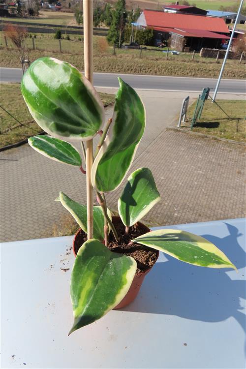 Hoya latifolia albo Round Leaf