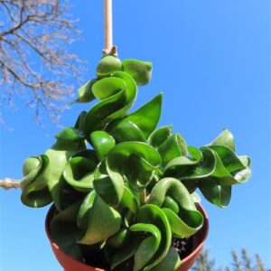 Hoya carnosa compacta krinkle