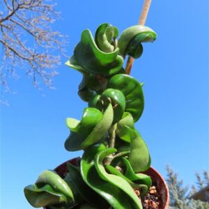 Hoya carnosa compacta krinkle