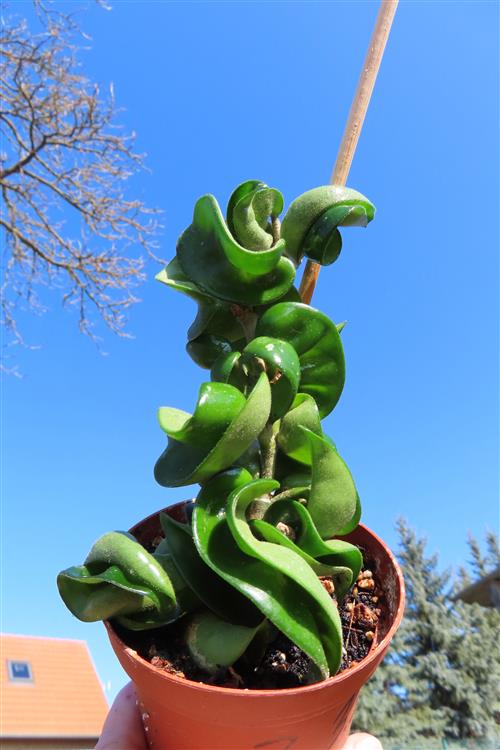 Hoya carnosa compacta krinkle