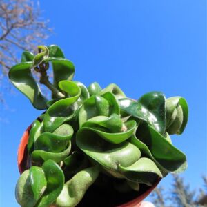 Hoya carnosa compacta krinkle