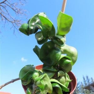 Hoya carnosa compacta krinkle