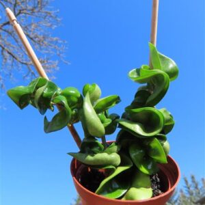 Hoya carnosa compacta krinkle