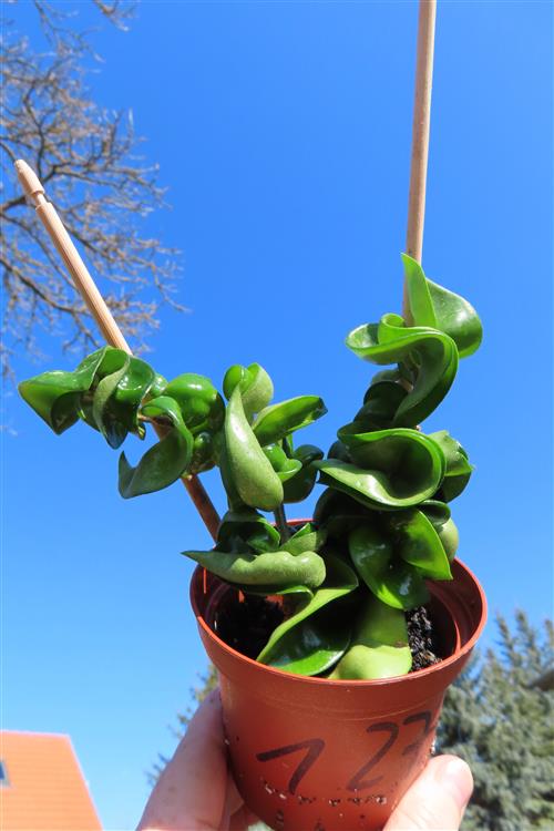Hoya carnosa compacta krinkle